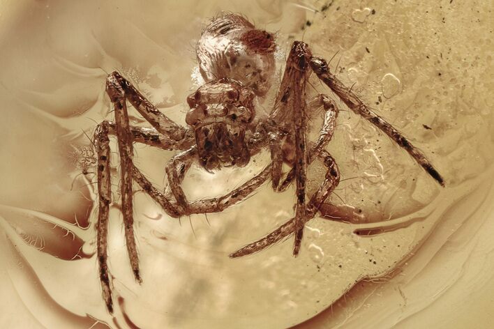 Detailed Fossil Ogre-Faced Spider (Deinopidae) In Baltic Amber #335579